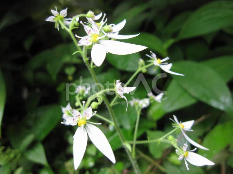日陰に咲く可憐なユキノシタの花 植物,花,ユキノシタの写真素材