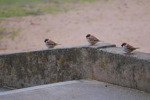 Photo, sparrow, bird, 3 feathers, 