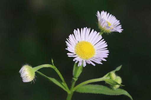 ヒメジョオンの花 ヒメジョオンの花の写真