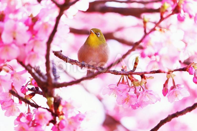 満開の美しい桜と可愛いメジロ メジロ,桜,春の写真素材