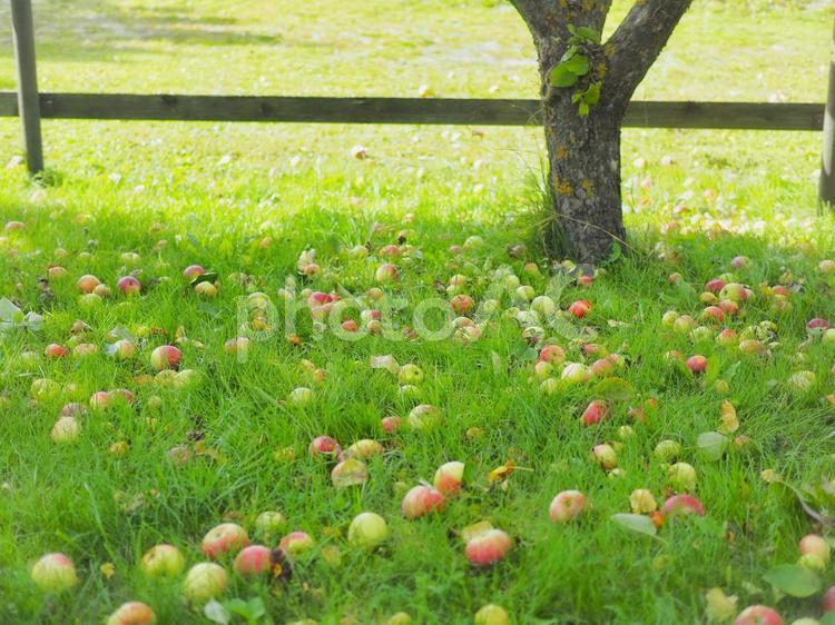 庭の芝生に落ちたたくさんのリンゴ リンゴ,りんご,林檎の写真素材