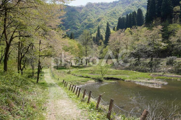 池に流れ込む桜の花びら05 桜,桜の花びら,散るの写真素材