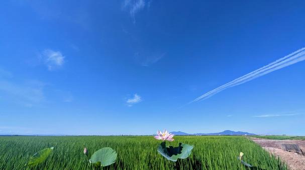 青空とハス、夏の田園風景 蓮,ハス,田んぼの写真素材