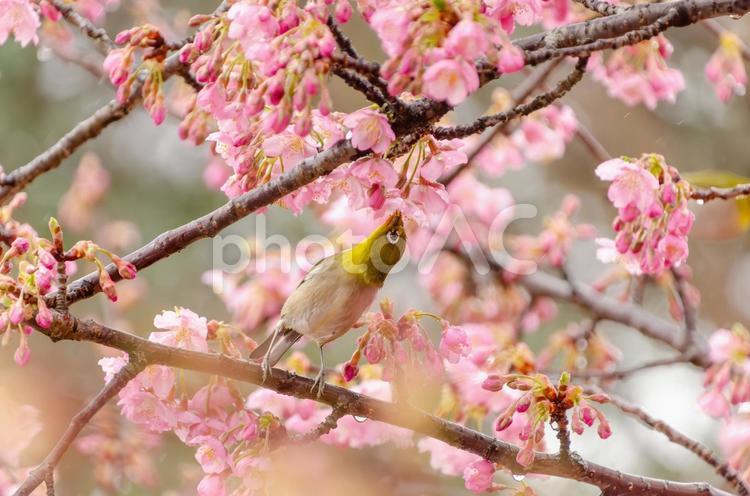 メジロとカンヒザクラの春の訪れ メジロ,鳥,野鳥の写真素材