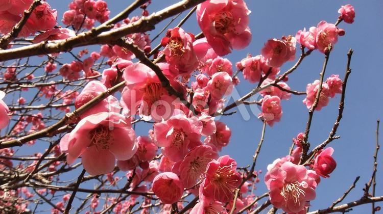 梅の木 梅の木,梅の花,ピンクの写真素材