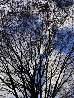 秋の樹木を仰ぎ見る 木,青空,冬枯れの木の写真素材