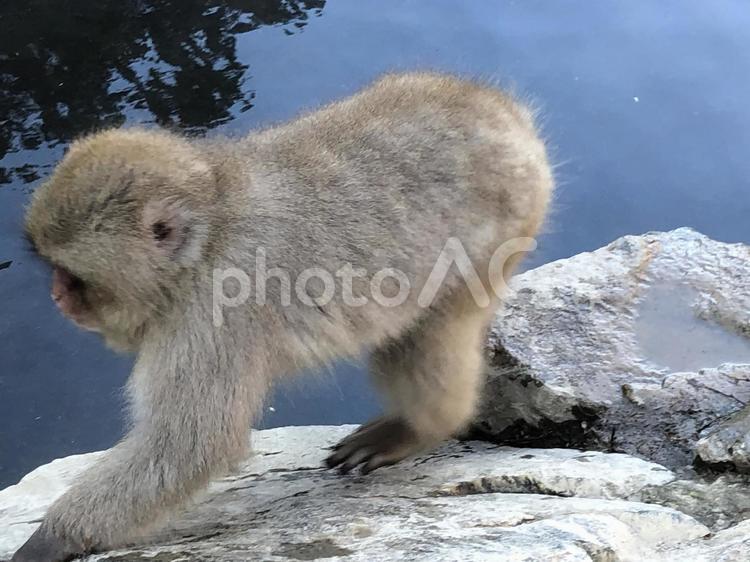 地獄谷野猿公苑　猿　温泉3 地獄谷野猿公苑,温泉,猿の写真素材