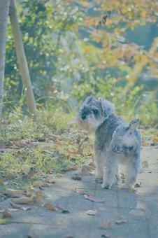 ミニチュアシュナウザー 犬,ペット,ミニシュナの写真素材