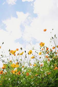 黄花コスモスと空 黄花コスモスと空の写真