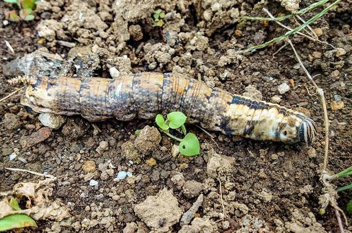 エビガラスズメの幼虫 エビガラスズメ,幼虫,昆虫の写真素材