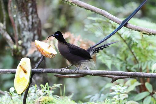 チャイロカマハシフウチョウ チャイロカマハシフウチョウ,極楽鳥,パプアニューギニアの写真素材