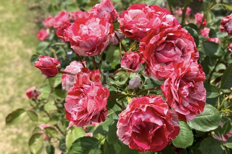 絞り模様の薔薇 薔薇,ローズ,花の写真素材