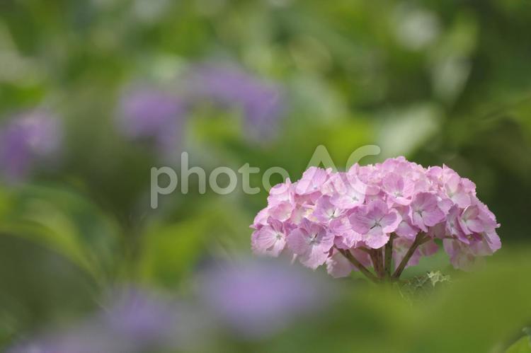 きれいに咲いた薄紫色のあじさい 紫陽花,あじさい,アジサイの写真素材