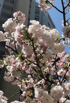 都会の桜 都会の桜の写真