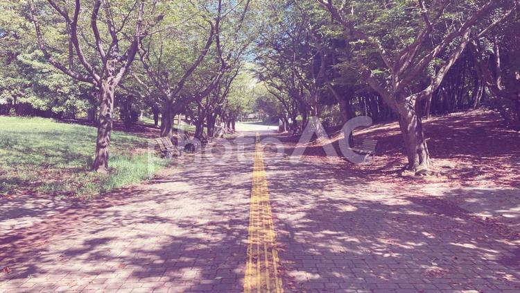 木漏れ日 秋,夏,風景の写真素材