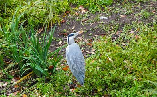 アオサギ アオサギ 自然,野鳥,鷺の写真素材