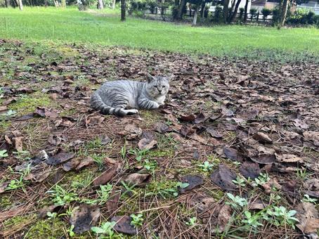野良猫グレー2 野良猫グレー2の写真