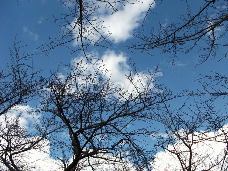 春を待つ桜の木 晴天,青空,白い雲の写真素材