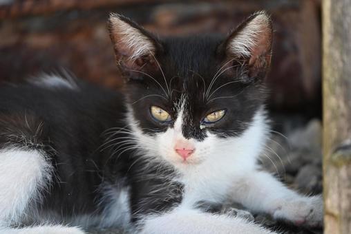 おチビちゃん 見つめる,かお,毛並みの写真素材