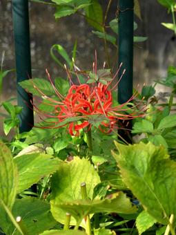 川沿いの花壇で咲き始めたヒガンバナ ヒガンバナ,花,植物の写真素材
