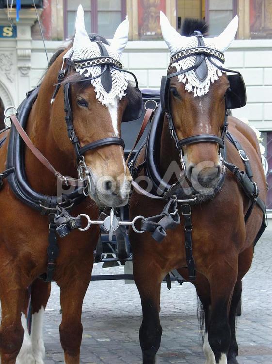 結婚式の馬車馬 馬,馬車,動物の写真素材