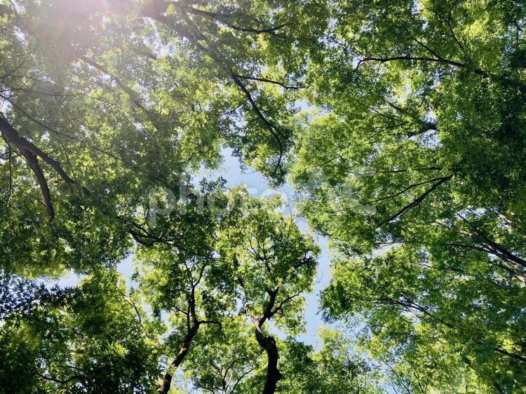 木漏れ日・木の間から光 木,緑,グリーンの写真素材