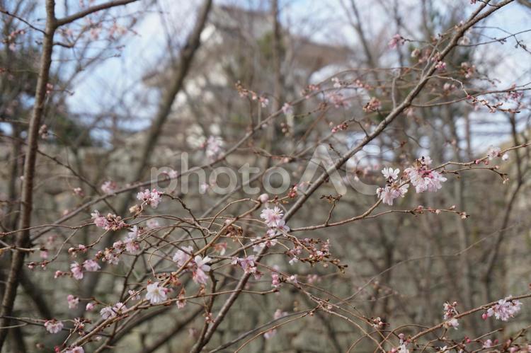 丸亀城　二の丸の梅 丸亀城,石垣,重要文化財の写真素材