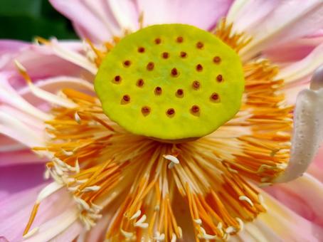 ピンクの蓮と大きな花托の接写 蓮,ハス,花の写真素材