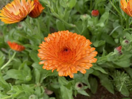 カレンジュラ カレンジュラ,フラッシュバックミックス,エディブルフラワーの写真素材