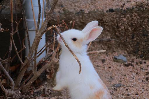 Photo, rabbit, baby, animal, 