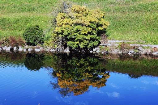 水辺に映る樹木 木,樹木,水辺の写真素材