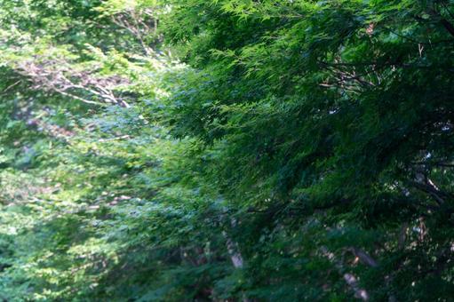 森林 森林の写真