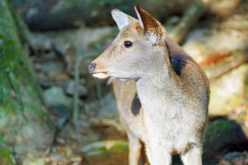 奈良公園 鹿45 奈良公園 鹿45の写真
