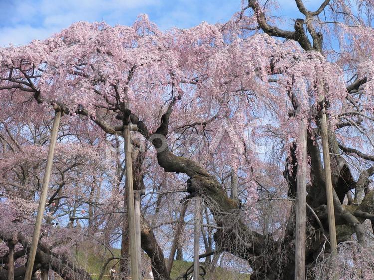 しだれ桜 風景,鮮やか,自然の写真素材