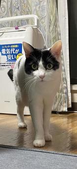 今日のにゃんこ 猫,ねこ,にゃんこの写真素材