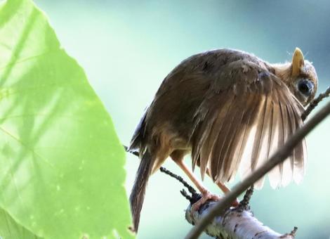 毛繕いをするガビチョウ 毛繕いをするガビチョウの写真
