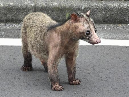 道路に立つハクビシン 道路に立つハクビシンの写真