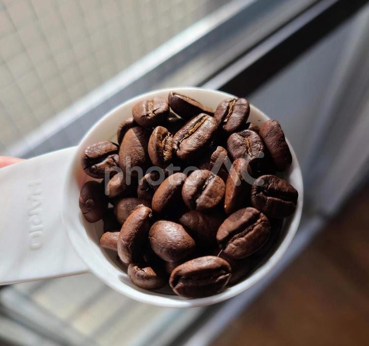 スプーンに入った焙煎されたコーヒー豆 コーヒー豆,コーヒー,スペシャルティコーヒーの写真素材