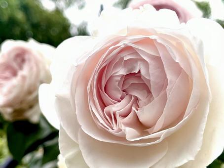 薔薇・クリスティアーナ 01 薔薇・クリスティアーナ 01 薔薇,花,植物の写真素材