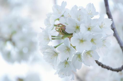 桜 桜,花見,花の写真素材