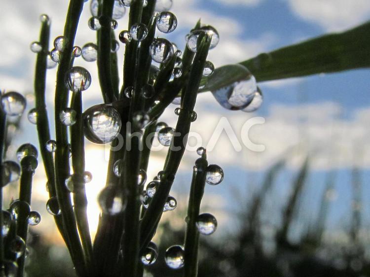 水滴とスギナと朝日Water drops 水滴,すいてき,waterの写真素材
