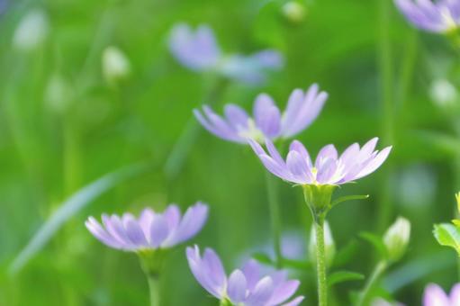紫の花 紫の花の写真