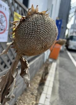 枯れたひまわり ひまわり,向日葵,秋の写真素材