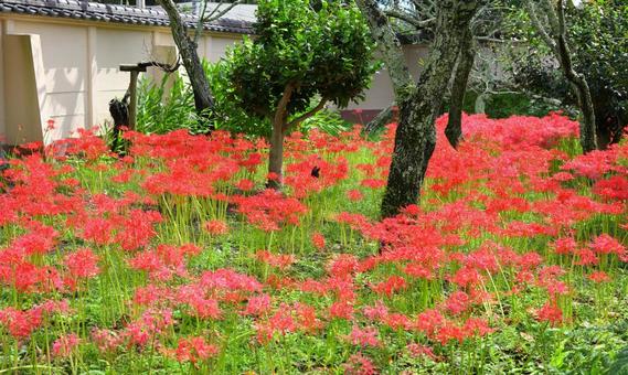 ヒガンバナの群生② ヒガンバナの群生② 彼岸花,曼珠沙華,花の写真素材