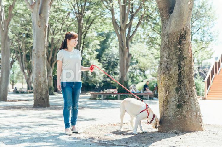 犬の散歩をする女性 犬,犬の散歩,散歩の写真素材