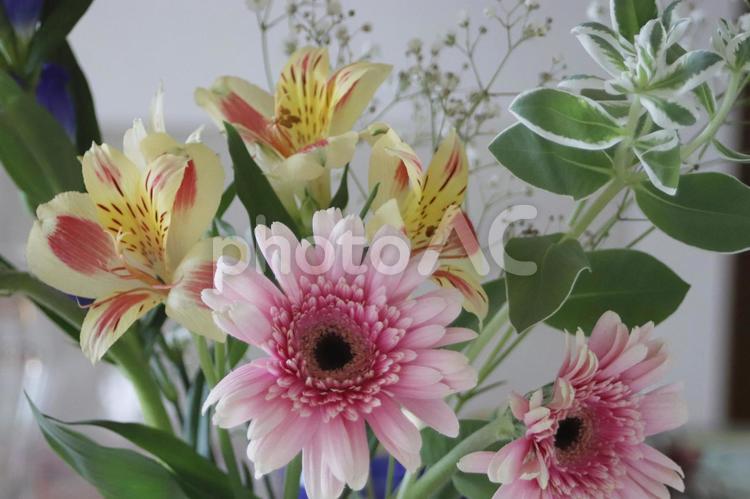ガーベラとアルストロメリアの花束 花,花束,ガーベラの写真素材