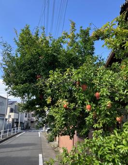住宅街のザクロの木 住宅街のザクロの木 ザクロ,ざくろ,柘榴の写真素材