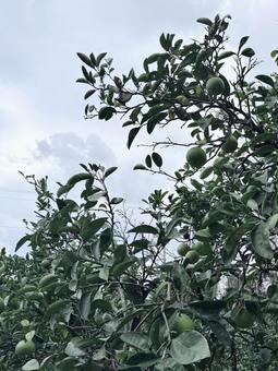 みかんの木 みかん,実,木の写真素材