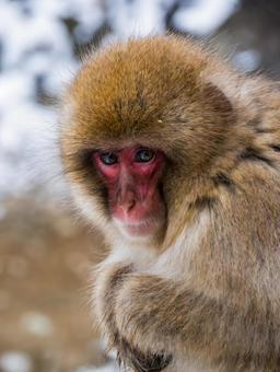 地獄谷のサル 地獄谷のサルの写真