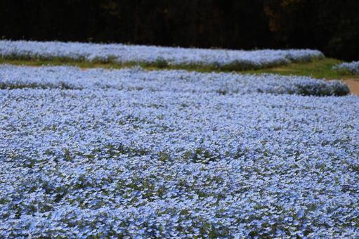 水色の満開のネモフィラの花畑の風景 水色の満開のネモフィラの花畑の風景の写真